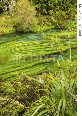 ニュージーランド プタルル ブルースプリング ニュージーランド プタルル ブルースプリング 60374199