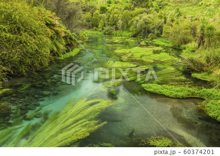 ニュージーランド　プタルル　ブルースプリング 60374201