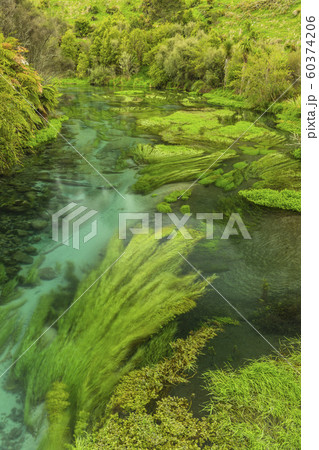 ニュージーランド　プタルル　ブルースプリング 60374206