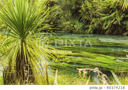 ニュージーランド プタルル ブルースプリング ニュージーランド プタルル ブルースプリング 60374218