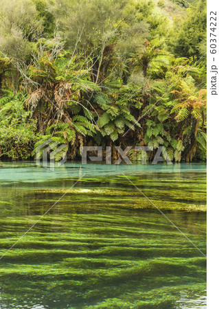 ニュージーランド　プタルル　ブルースプリング 60374222