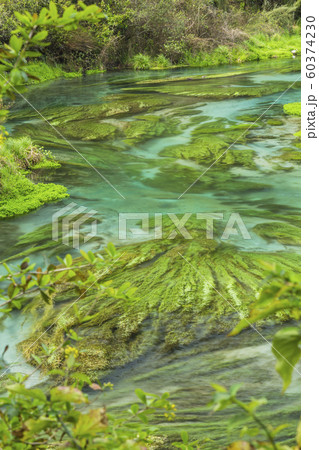 ニュージーランド プタルル ブルースプリング ニュージーランド プタルル ブルースプリング 60374230