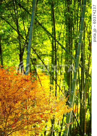紅葉と竹林 紅葉と竹林 60374237