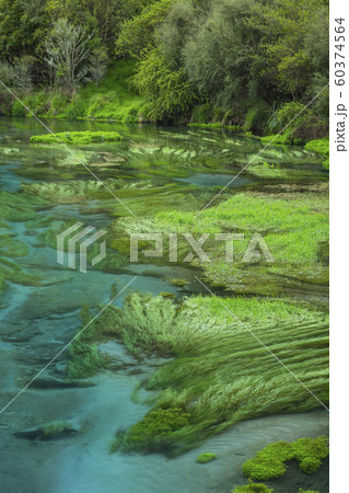 ニュージーランド　プタルル　ブルースプリング 60374564