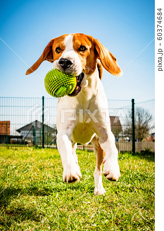 dog camera ball