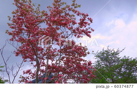 会津武家屋敷　会津　武家屋敷 60374877