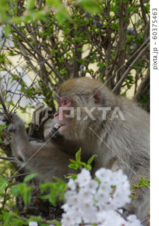 サクラと、ニホンザル 60375463