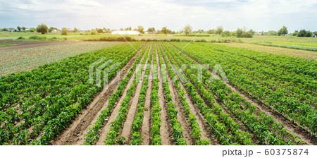 Agriculture land and farming. Plantation of young pepper on a farm on a sunny day. Growing organic vegetables. Eco-friendly products. Agro business. Ukraine, Kherson region. Selective focus 60375874