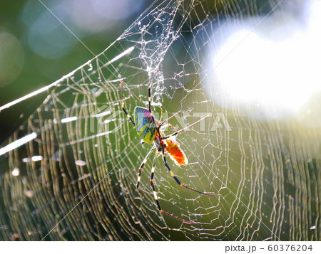 獲物を食べている蜘蛛 60376204