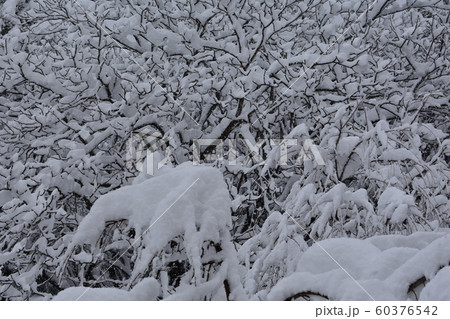 雪 雪 60376542
