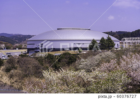 （静岡県）桜が咲いた、サイクルスポーツセンター　伊豆ベロドローム 60376727