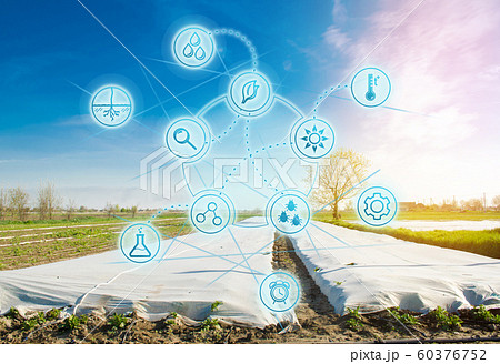 Growing vegetable. Spunbond to protect against frost and keep humidity of vegetables. Small greenhouses. Farming and smart agriculture. Data analyzing on plants status. 60376752
