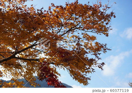 紅葉の風景 紅葉の風景 60377119
