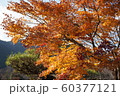 紅葉の風景 60377121
