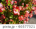 プランターの花 60377321