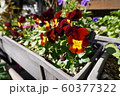 プランターの花 60377322