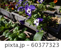 プランターの花 60377323
