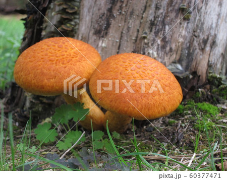 Orange mushroomの写真素材 [60377471] - PIXTA