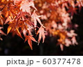 紅葉 60377478