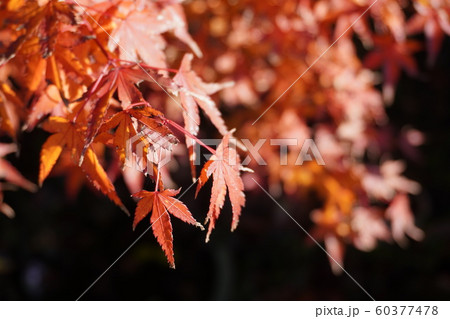 紅葉 紅葉 60377478