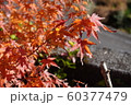 紅葉 60377479