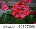 プランターの花 60377660