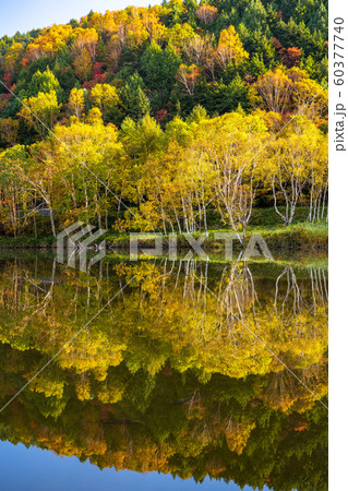 《長野県》紅葉の木戸池・秋の志賀高原 60377740