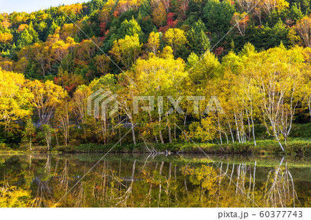 《長野県》紅葉の木戸池・秋の志賀高原 60377743