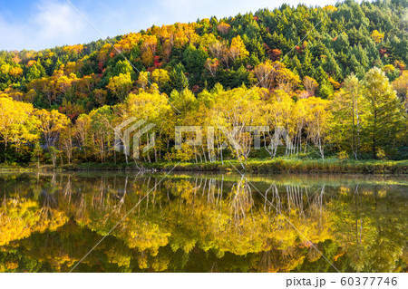 《長野県》紅葉の木戸池・秋の志賀高原 60377746