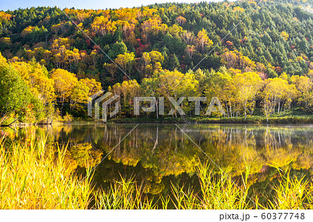 《長野県》紅葉の木戸池・秋の志賀高原 60377748