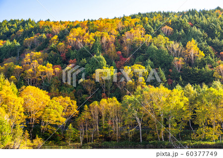 《長野県》紅葉の木戸池・秋の志賀高原 60377749