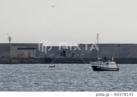 Orca Tail inside Genoa Habor in mediterranean sea 60378145