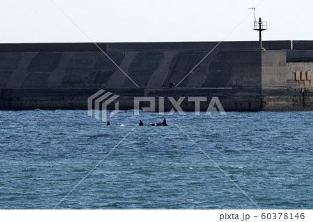 Orca Tail inside Genoa Habor in mediterranean sea 60378146