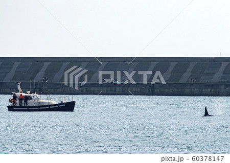 Orca Tail inside Genoa Habor in mediterranean sea 60378147