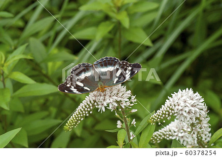 メスグロヒョウモン 60378254