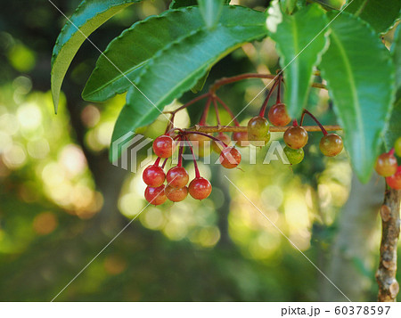 まんりょう 60378597