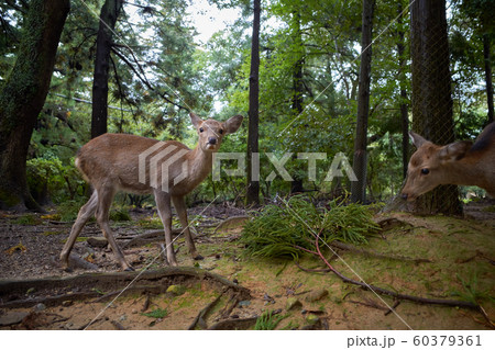 奈良公園の鹿 60379361