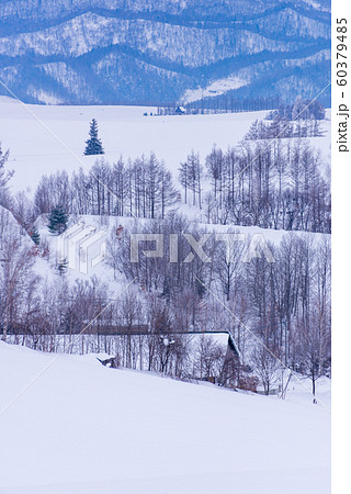 丘の先のクリスマスツリーの木 60379485
