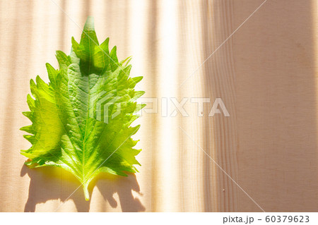 大葉 青じそ 夏野菜 薬味 大葉 青じそ 夏野菜 薬味 60379623