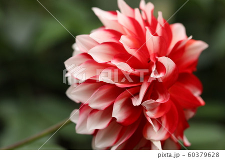 白と赤のダリアの写真素材