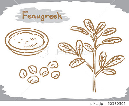 フェヌグリークシード スパイス 植物の素材のイラスト素材