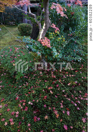 散り落ち葉 散り落ち葉 60382289