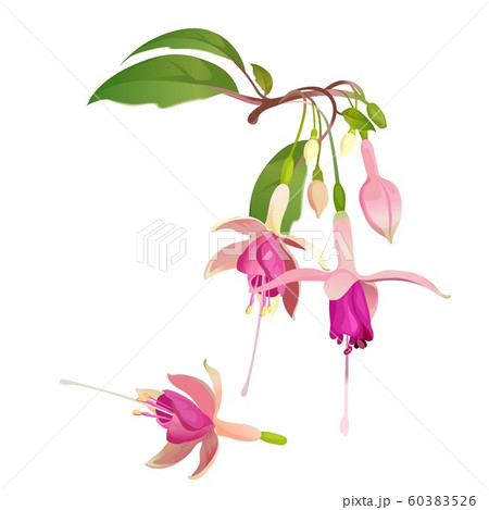 Fuchsia flower vector illustration. Floral botanical element for design 60383526