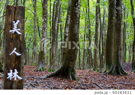 美人林 十日町市 美人林 十日町市 60383631
