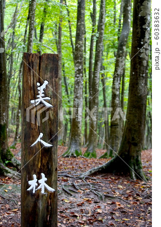 美人林 十日町市 美人林 十日町市 60383632