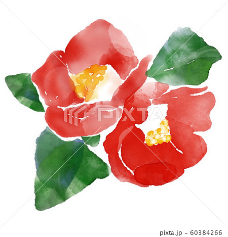 椿の花 手描き 水彩画のイラスト素材