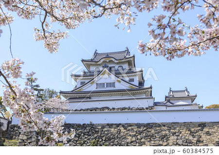 大阪・岸和田城・春・満開の桜 大阪・岸和田城・春・満開の桜 60384575