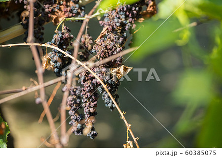 Cluster of dry red grapes in espalier vines in Rias Baixas, Pontevedra, Galicia, Spain. 60385075