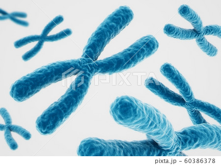 3D rendering X chromosomes on white background 60386378
