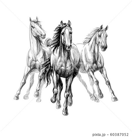 Three Horses Run Gallop On White Background のイラスト素材